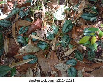 Complex Types Of Plants In The Borneo Rainforest 