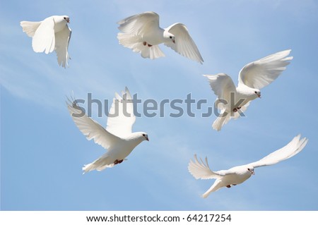 Composite of a beautiful white dove in flight, blue sky background