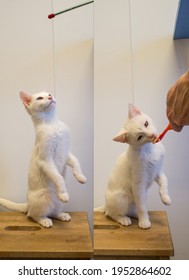 A composite of clicker training with a kitten and the reward after.