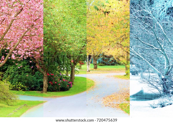 A\
composite collage of four image of the same street lined with\
cherry trees, photographed in all four seasons from the exact same\
location. Branches in the trees line up perfectly.\
