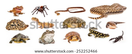 Composite of exotic pets including geckos, tarantula, snakes, turtles, toads, salamander, skink and scorpion