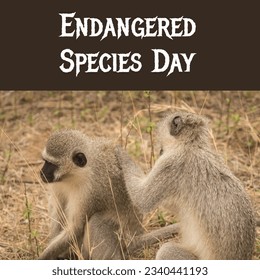 Composite image of monkeys sitting on land and endangered species day text on black background. copy space, nature, animal, protection and awareness concept. - Shutterstock ID 2340441193
