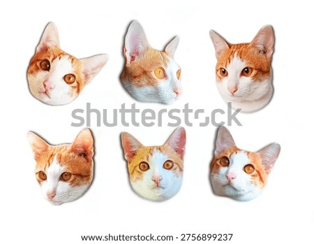 ​A composite image of multiple detached cat faces, isolated on a plain white background, each with a serene and composed expression. 
A cat's face against a white background. The cat's face expresses various emotions, including a neutral expression, a fixed gaze, observation, quiet contemplation, calmness, charm, and cuteness. Even when still, orange and white cats are commonly seen. Their defining characteristic is their playfulness, but they also have moments of calm and well-behavedness.