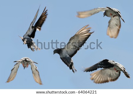 Similar – Barn swallows, young and adult birds