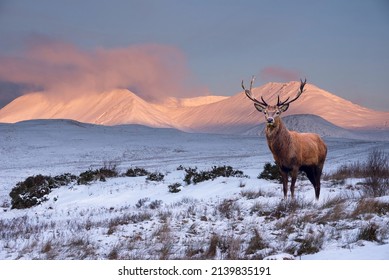 Composite image of red deer stag in Beautiful Alpen Glow hitting mountain peaks in Scottish Highlands during stunning Winter landscape sunrise - Shutterstock ID 2139835191