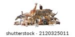 Composite of a large group of wildlife zoo animals together over a white horizontal web banner or social media cover