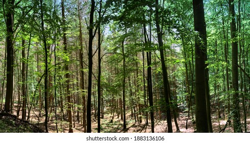 Composite panorama of a dense deciduous forest with young trees in the sunshine