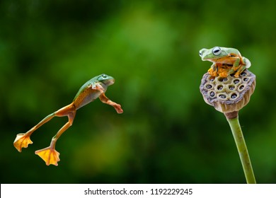 Composite Photo Of A Jumping Frog