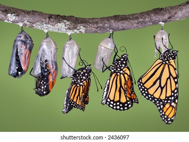 A composite of various views of a monarch emerging from a chrysalis. - Powered by Shutterstock