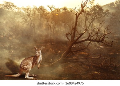 Composition about Australian wildlife in bushfires of Australia in 2020. Kangaroo with fire on background. January 2020 fire affecting Australia is considered the most devastating and deadly ever seen - Powered by Shutterstock