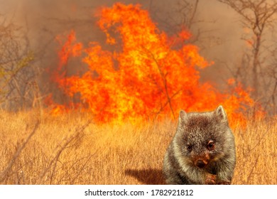 Composition About Australian Wildlife In Bushfires Of Australia In 2020. Wombat With Fire On Background. January 2020 Fire Affecting Australia Is Considered The Most Devastating And Deadly Ever Seen