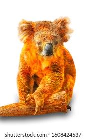 Composition About Koala Wildlife In The Australian Bushfires In 2020. Koala With Fire Isolated On White Background. Typical Wild Animal Living In Eucalyptus Forests Mainly In Victoria Of Australia.