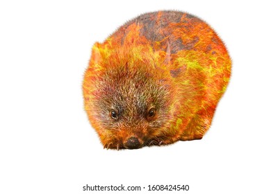 Composition About Wombat Wildlife In The Australian Bushfires In 2020. A Wombat With Fire Isolated On White Background. Vombatus Ursinus Species