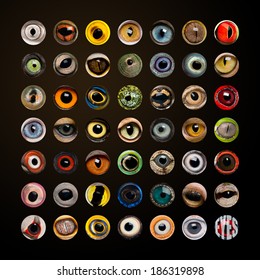 Composition Of Animal Eyes