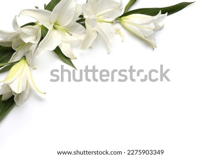 Composition with beautiful lily flowers on white background