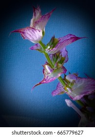 Composition With Clary Sage Flower Stalk On Blue Grainy Background