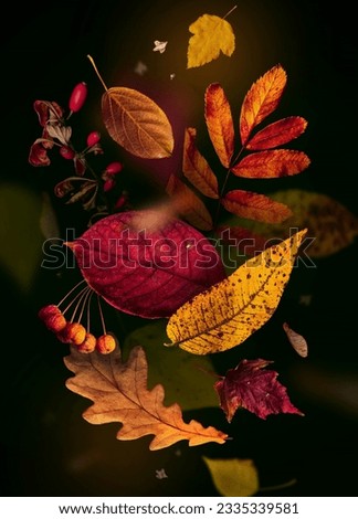 Similar – Autumn flowers and leaves decoration with bunch of flowers