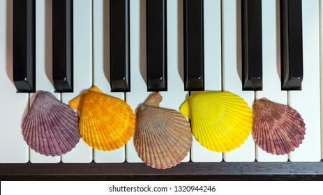 Composition of colorful seashells on the piano keyboard. Concept of music and ocean. Concept of sea sounds.