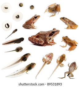 Composition of the complete evolution of a Common frog in front of a white background - Shutterstock ID 89531893