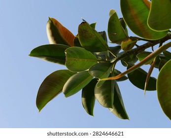A composition of dark green rubber tree leaves with natural textures and subtle brown spots, captured from a low angle against a clear, open blue sky.