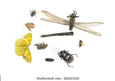 Composition With Dead Insects, Isolated On White