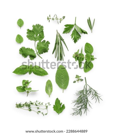 Composition with different fresh herbs isolated on white background