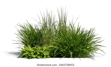 Composition of different green plants and grass isolated on white background - Powered by Shutterstock