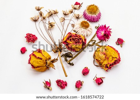 Similar – Image, Stock Photo Rose dries up Plant Flower