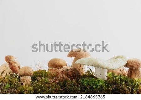 Composition with editable brown boletus edulis mushrooms stand on green moss or grass isolated on studio pastel beige background. Autumn harvest, hobby concept. Wild porcini, cep close up. Copy