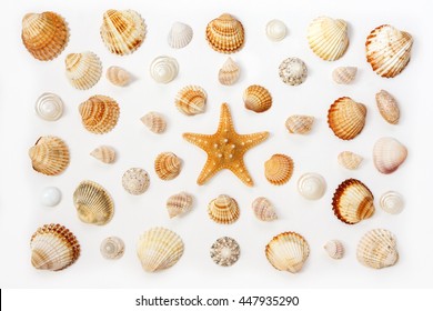 состав экзотических морских ракушек и морских морских морских звезд на белом фоне. Вид сверху.