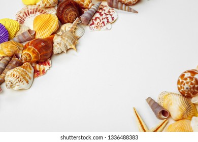 Composition of exotic seashells - Shutterstock ID 1336488383