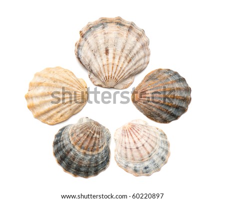 composition of exotic shells isolated on a white background close-ups