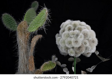 A composition featuring a prickly cactus and a decorative flower made of dried fluffy dandelions on a black background with space for text. Possible concept: tolerance, diversity, and distinctive features.