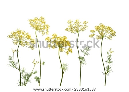 Composition from flowering umbrella flowers of dill on a white background. Top view, flat lay. Creative layout. Beautiful floral arrangement.