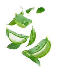 Composition Of Flying Tea Leaves And Aloe Vera Slices Isolated On White Background With Clipping Path.