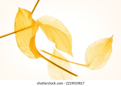 Composition of four autumn yellow leaves on long stems. Translucent tender leaves. Backlight  - Shutterstock ID 2219019817