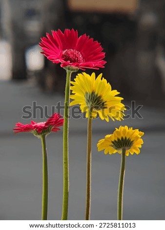 A composition of four Gerbera flowers (two red, two yellow) exposed to natural sunlight, showing the details of the petals and the texture of the stems.