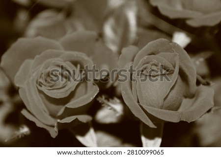 Composition and FramingTight Macro Shot: The frame focuses closely on two prominent rose blossoms.Off-Center Balance: The main subjects sit slightly lower-left and center-right of the frame.Layered Depth: Out-of-focus background foliage adds visual depth and context.Lighting and Color PaletteMonochromatic Sepia Tone: The color striping creates a nostalgic, timeless mood.Soft Directional Light: Light enters from the top, gently catching the petal edges.High Contrast: Deep shadows nestled within the core contrast sharply with highlighted rims.Technical AttributesShallow Depth of Field: A wide aperture isolates the foreground roses cleanly.Sharp Critical Focus: The intricate swirling pattern of the right blossom is perfectly crisp.Soft Falloff: The focus gently degrades across the left petals into a smooth blur.