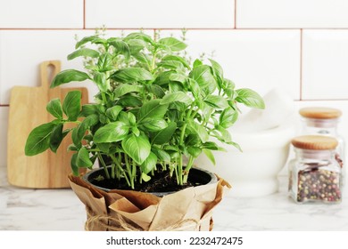 Composition of fresh basil and kitchen utensils, spices, on the kitchen table. - Shutterstock ID 2232472475