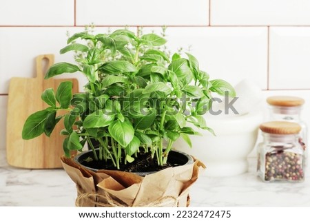 Composition of fresh basil and kitchen utensils, spices, on the kitchen table.