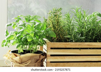 composition of fresh herbs in a basket on the kitchen windowsill, with spices. - Powered by Shutterstock