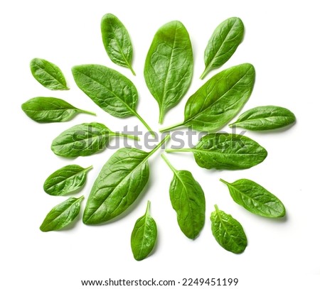 composition of green spinach leaves isolated on white background, top view