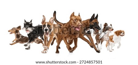 Composition of group of different dog breeds running together isolated on white background. Concept of pet care marketing, animal insurance visuals, adoption campaigns, and active pet lifestyle.