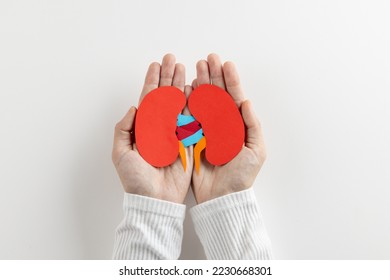 Composition of hands holding kidneys on white background with copy space. Medical services, healthcare and health awareness concept. - Shutterstock ID 2230668301