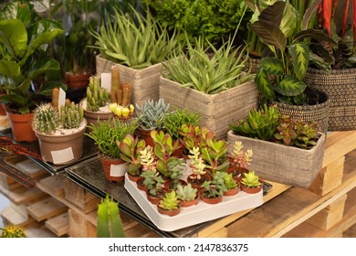Composition of home garden. Mini garden of succulents and Cactus in pots at home. Home gardening concept. Miniature succulents plant in pots. houseplants and ornamental plants in pots. Plant care. 