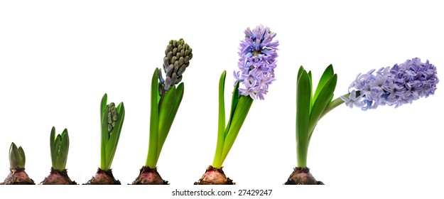 284 Stages growth hyacinth Images, Stock Photos & Vectors | Shutterstock