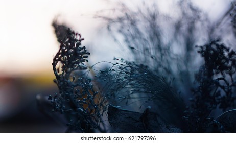 Composition is made from a dried grass in soft focus.