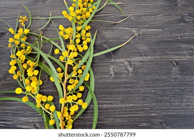 Composition of multiple acacia branches with vibrant yellow flowers, spread over rustic wooden surface - Powered by Shutterstock