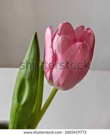 composition - one pink tulip with a leaf on a white background, clouse - up