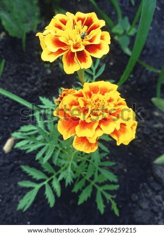 Composition of a pair of bright red-orange marigold flowers